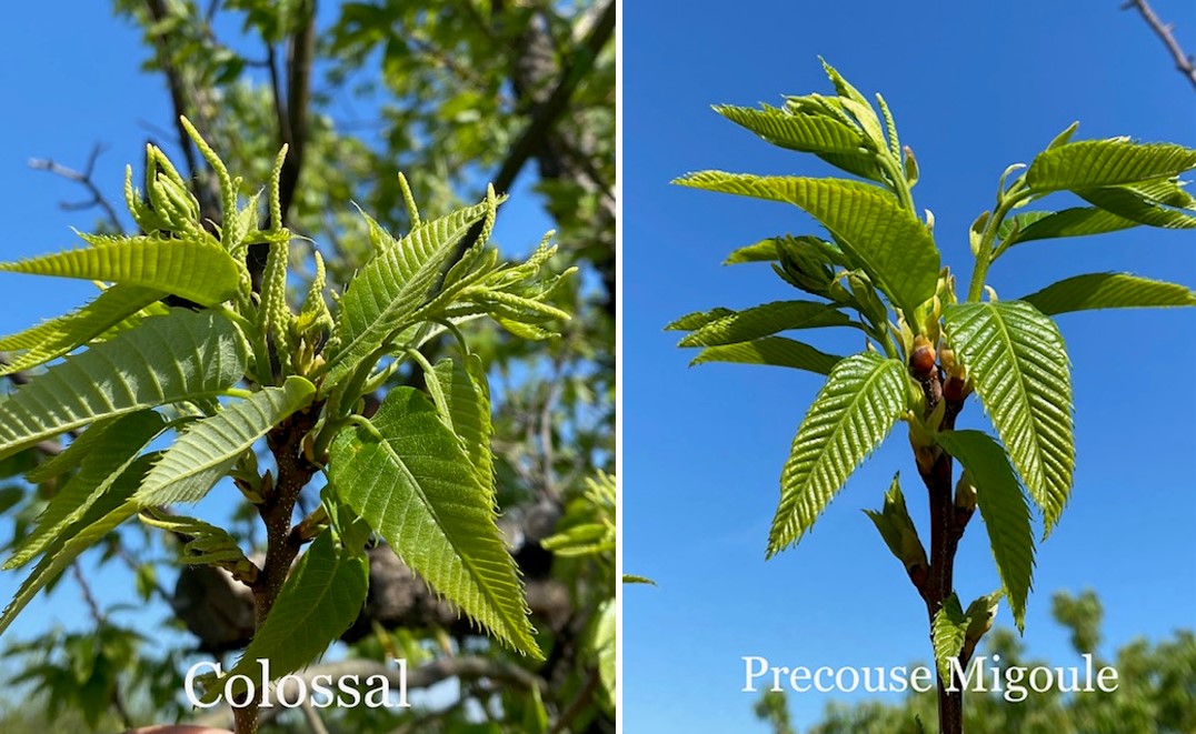 Chestnuts at bud stage.